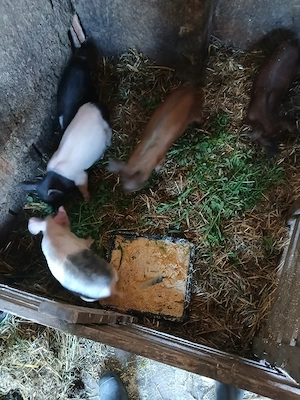 De Vânzare 5 purcei de 8 săptămâni vacinați  - imagine 2