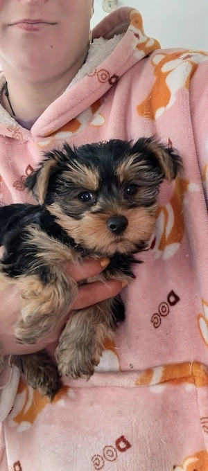 de vanzare yorkshire terrier