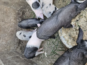 Vand purcei  - imagine 2