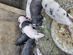 Vand purcei  - imagine 5