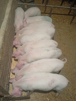 Purcei 7 săptămâni 