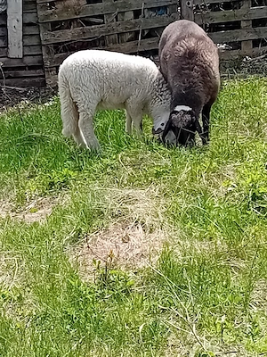 schimb 2 mielute din rasă bună de lapte și  carne - imagine 3