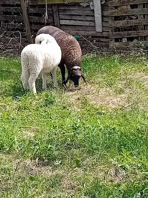 schimb 2 mielute din rasă bună de lapte și  carne - imagine 2