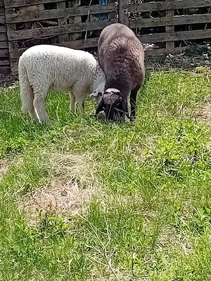 schimb 2 mielute din rasă bună de lapte și  carne