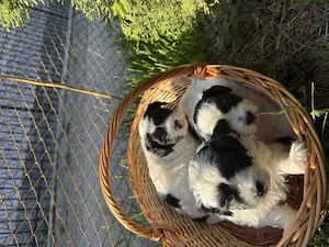 3 cățeluși Shih Tzu își caută familie iubitoare - imagine 2
