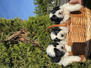 3 cățeluși Shih Tzu își caută familie iubitoare
