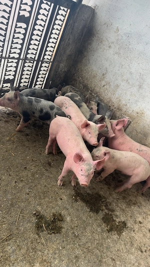 purceii 25-30kg 450-500lei de 7-9saptamani 300-400lei - imagine 5