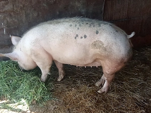 vând purcea  - imagine 3