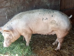 vând purcea  - imagine 2