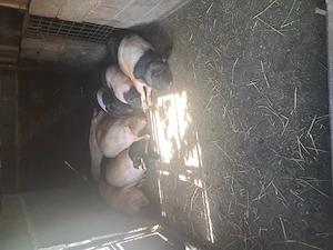 Vand porci sau schimb 