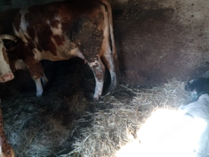 Animale de rasă mixte... - imagine 4