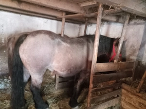 Animale de rasă mixte...