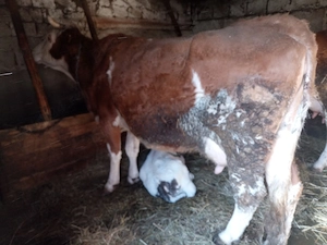 Animale de rasă mixte... - imagine 3