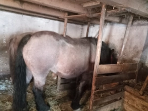 Animale de rasă mixte... - imagine 2