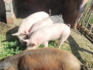 1 vier și 2 scroafe ptr reproducere rasa de carne  - imagine 2