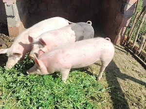 1 vier și 2 scroafe ptr reproducere rasa de carne 