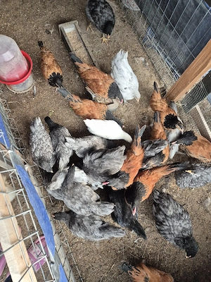 Pui vorwerk și australorp 