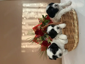  2 cățeluși Shih Tzu își caută familie iubitoare  - imagine 4