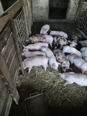 purcei de vânzare pitran xduroc