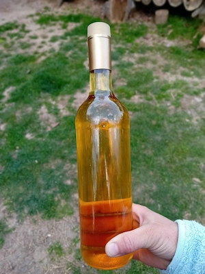 Vând purcei   rasa landras - imagine 2