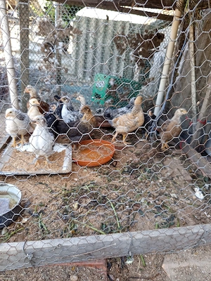 Pui de găină de o lună 