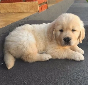 Golden Retriever 