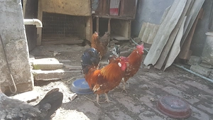 patru cocosi  tineri