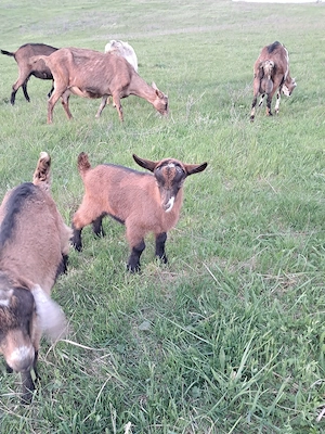 se vinde 2 iezi masculi 