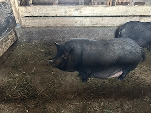 Scroafe vietnameze gestante