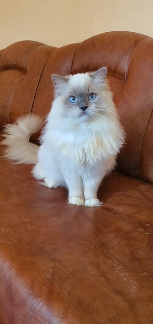 Motanel cu pedigree!