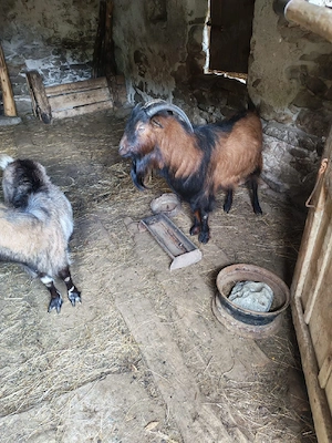 țapi rasa alpină franceză de vânzare