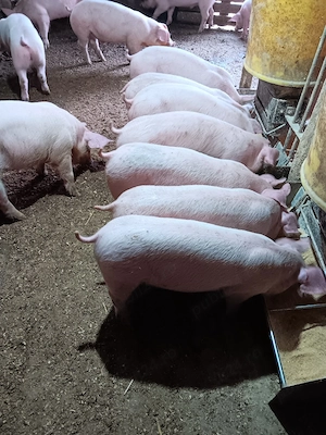 Purcei De Rasă 15-30 kg - imagine 5