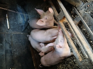 Vand 4 purcei  rasa landrace cu pietran - imagine 3