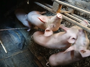 Vand 4 purcei  rasa landrace cu pietran - imagine 4