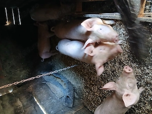 Vand 4 purcei  rasa landrace cu pietran - imagine 5