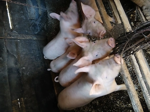 Vand 4 purcei  rasa landrace cu pietran - imagine 2