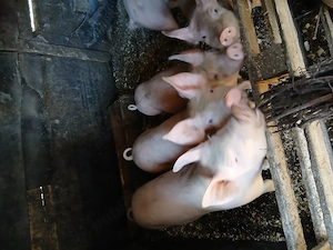 Vand 4 purcei  rasa landrace cu pietran