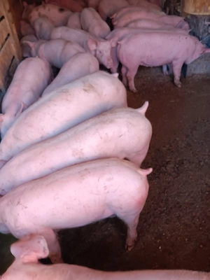 Purcei De Rasă 25-40 kg 