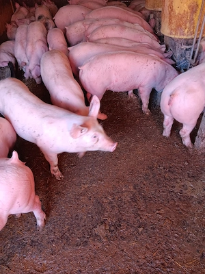 Purcei De Rasă 25-40 kg  - imagine 4