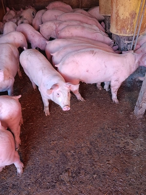 Purcei De Rasă 25-40 kg  - imagine 2