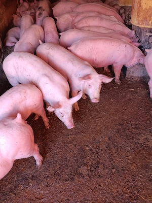 Purcei De Rasă 25-40 kg  - imagine 3