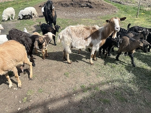 Capre de vânzare cu iezi - imagine 2