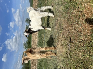 Capre de vânzare cu iezi