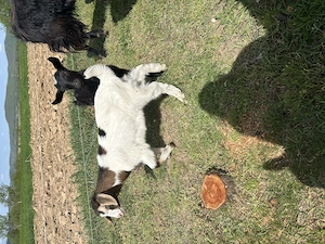 Capre de vânzare cu iezi - imagine 4