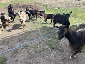 Capre de vânzare cu iezi - imagine 3