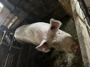 Vier de vanzare - imagine 2