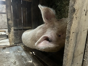 Vier de vanzare - imagine 5