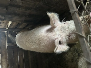 Vier de vanzare - imagine 4