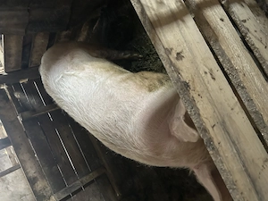 Vier de vanzare - imagine 3