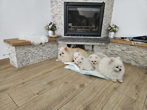 Pui Pomeranian de vânzare  - imagine 4